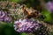 Vanessa atalanta feeding nectar from a butterfly-bush flower