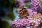 Vanessa atalanta feeding nectar from a butterfly-bush flower