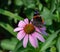 Vanessa Atalanta Red Admiral butterfly in a field of Echinacea Coneflowers