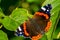 Vanessa Atalanta, red admiral or earlier, red, delightful, is a well-characterized medium-sized butterfly with black wings, orange