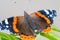 Vanessa Atalanta, red admiral or earlier, red, delightful, is a well-characterized medium-sized butterfly with black wings, orange