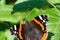 Vanessa Atalanta, red admiral or earlier, red, delightful, is a well-characterized medium-sized butterfly with black wings, orange