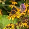 Vanessa atalanta or red admiral on fading flowers