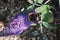 Vanessa atalanta, red admiral, feeding on summer lilac