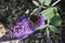 Vanessa atalanta, red admiral, feeding on summer lilac