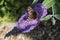 Vanessa atalanta, red admiral, feeding on summer lilac