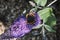 Vanessa atalanta, red admiral, feeding on summer lilac