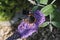 Vanessa atalanta, red admiral, feeding on summer lilac