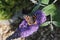 Vanessa atalanta, red admiral, feeding on summer lilac