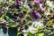 Vanessa atlanta or Red Admiral Butterfly gathers nectar on GREATER BURDOCK or ARCTIUM LAPPA L flowers