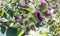 Vanessa atlanta or Red Admiral Butterfly gathers nectar on GREATER BURDOCK or ARCTIUM LAPPA L flowers