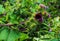 Vanessa atlanta or Red Admiral Butterfly gathers nectar on GREATER BURDOCK or ARCTIUM LAPPA L flowers