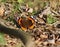 Vanessa butterfly atalanta laid on the ground among the dry leaves