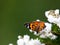 Vanessa Cardui butterfly