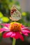 Vanessa cardui butterfly on the flower zinnia