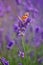 Vanessa cardui butterfly on lavender painted lady