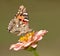 Vanessa cardui, Painted Lady butterfly