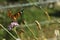 Vanessa cardui or Painted lady, a orange and black butterfly drinking nectar from an purple flower