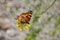 Vanessa urticae. Motley butterfly on the yellow flower