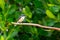 Vanikoro flycatcher perched on bare branch