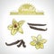 Vanilla Collection of Vanilla elements. Vector illustration. Isolated