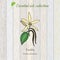 Vanilla, essential oil label, aromatic plant.
