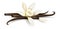 Vanilla flower dried sticks realistic food ingredient vector. Illustration.