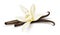 Vanilla flower dried sticks realistic food ingredient vector. Illustration.