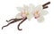 Vanilla isolated. Stick pile and pink Orchid flower and dry beans isolated on white background as package design detail