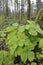 Vanilla Leaf Achlys triphylla, Cowichan Valley, Vancouver Island, British Columbia