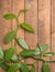 Vanilla orchid flowering plant climbing on wooden surface