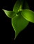 Vanilla orchid flowering plant leaves closeup