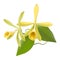 Vanilla Orchid (Vanilla planifolia)