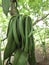 Vanilla planifolia a climbing orchid