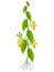 Vanilla planifolia plant with flowers on a white background.