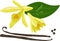 Vanilla planifolia sticks flowers seeds vector