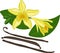 Vanilla planifolia sticks and flowers vector image