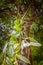 Vanilla plant and green pod in the forest tree