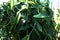 Vanilla plants in La reunion island, indian ocean