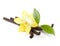 Vanilla pods and flower isolated