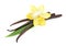 Vanilla pods and flower isolated