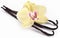 Vanilla sticks with a flower.