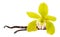 Vanilla yellow flower and 2 sticks or pod isolated on white background as packing design element. Natural aroma spice for food