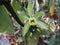 Vanilli planifolia flower