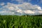 Vanishing Farmland (cornfield and house with housing development