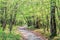 A vanishing path leading through the trees in a sunny summer forest. A beautiful scenic landscape