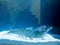 Vannamei shrimp, whiteleg shrimp, Pacific white shrimp or king prawn swimming in the aquarium tank. Close-up