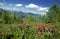 VANOISE LANDSCAPE WITH HAIRY ALPENROSE rhododendron hirsutum, FRANCE