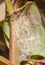 Vapourer chrysalis