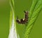 Vapourer Moth Caterpillar